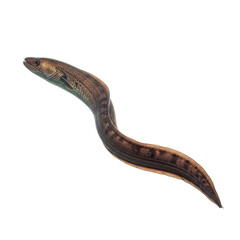 American Eel with Elongated Body – Mysterious and Agile Freshwater Migrant