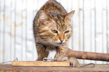 Cat curiously examines caught mouse in wooden trap on table, attentive gaze, hunting instinct,...
