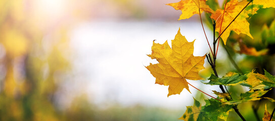 Maple yellow leaves on a tree branch against a blurred autumn landscape, sunlight, bright palette,...