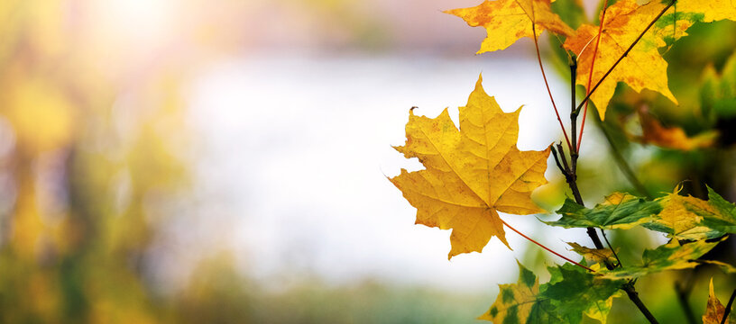 Maple yellow leaves on a tree branch against a blurred autumn landscape, sunlight, bright palette, nature, changing seasons