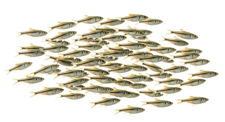 Fathead Minnow – High-Resolution Illustration of Small-Sized Freshwater Fish for Educational and Aquatic Ecosystem Use