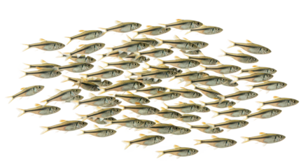 Fathead Minnow – High-Resolution Illustration of Small-Sized Freshwater Fish for Educational and Aquatic Ecosystem Use