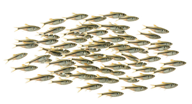 Fathead Minnow &ndash; High-Resolution Illustration of Small-Sized Freshwater Fish for Educational and Aquatic Ecosystem Use