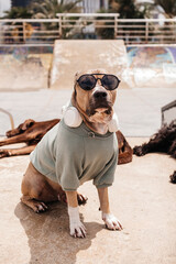Cool dog in sunglasses, hoodie and headphones looking at camera
