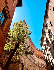 old street in italy europe Siena    religion and sunlight