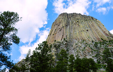 Devils Tower’s steep columns loom behind a dense forest canopy, framed by tall pines. Captured on...
