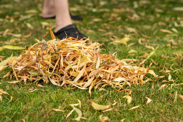 Gardener woman cleaning up fallen leaves in the garden - closeup and cropped to legs. High quality...
