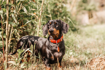 Black and tan dachshund dog wearing red collar outdoors
