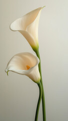Elegant white calla lilies gracefully arranged on a neutral background enhancing home decor