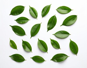 Naklejka premium Fresh green leaves pattern on white