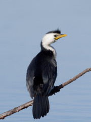 Little Pied Cormorant, little shag or kawaupaka (Microcarbo melanoleucos) perched on a branch with water view in background.