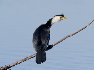 Little Pied Cormorant, little shag or kawaupaka (Microcarbo melanoleucos) perched on a branch with water view in background.