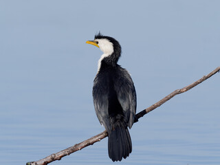 Little Pied Cormorant, little shag or kawaupaka (Microcarbo melanoleucos) perched on a branch with water view in background.