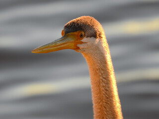 Fototapeta premium Close-up of Australasian Darter