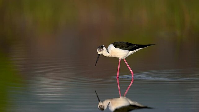 Black-winged Stilt on water