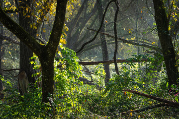 Paisaje de otoño, bosque de ribera.