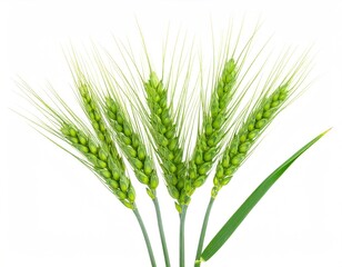 Green wheat sprigs against white background