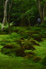 Ancient Forest Floor Covered in Lush Moss