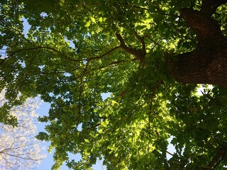 tree in the park