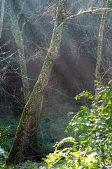 Paisaje de otoño, bosque de ribera.