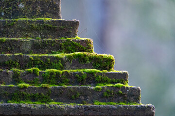 Escaleras de musgo