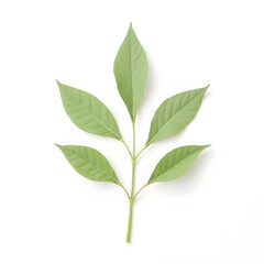 green leaf isolated on white background
