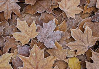 Frosted Autumn Leaves. Icy Texture and Earthy Colors
