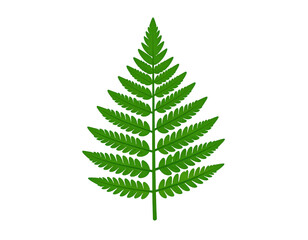 Green Fern Leaf on Transparent Background