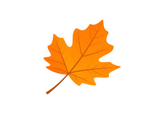 Fototapeta premium Orange and Yellow Autumn Maple Leaf on Transparent Background