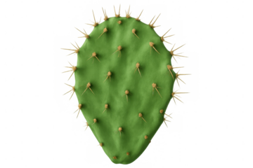 Green cactus leaf spiking upward, displaying sharp thorns and intricate surface details against transparent backdrop