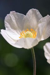 White anemone flower with yellow center outdoors