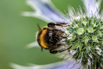 A CloseUp Image Featuring a Bumblebee on a Beautiful Purple Flower in Natures Splendor