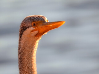 Australasian Darter at Sunset
