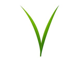 Two Bright Green Grass Blades on Black Background