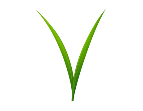 Two Bright Green Grass Blades on Black Background