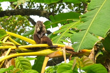 coati in the Corcovado National Park in Costa Rica