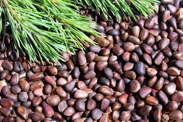 Cedar nut background with branch.