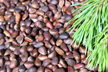 Cedar nut background with branch.