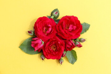 Several buds of red wild rose lie on a yellow background.