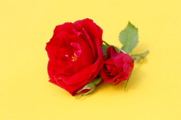  Several buds of red wild rose lie on a yellow background.