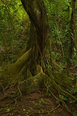 Obraz premium big tree in a rainforest in Costa Rica