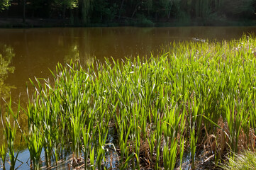 Two male ducks swim across green lake water in the distance, while sunlit reeds stand in the foreground on a bright summer day.