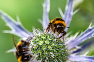 A CloseUp Image Featuring a Bumblebee on a Beautiful Purple Flower in Natures Splendor