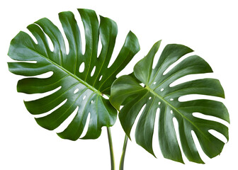 Two tropical leaves monstera isolated on white background. monstera leaf a. Object with clipping path