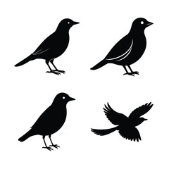 silhouette Bird