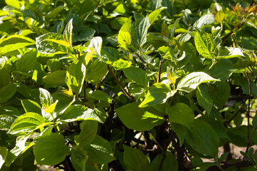 Bright green leaves in dense foliage glow under sunlight. The shot captures a leafy bush from a...