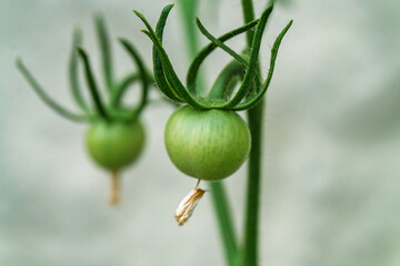 Growing Green Tomatoes on the Vine, a rewarding journey in horticulture, offers countless benefits