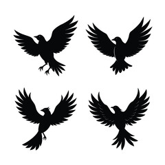 Fototapeta premium silhouette Bird