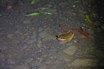 small brown frog in a rainforest in Costa Rica at night