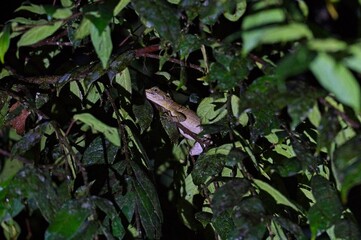 small lizard at night in a rainforest at the Osa peninsula in Costa Rica